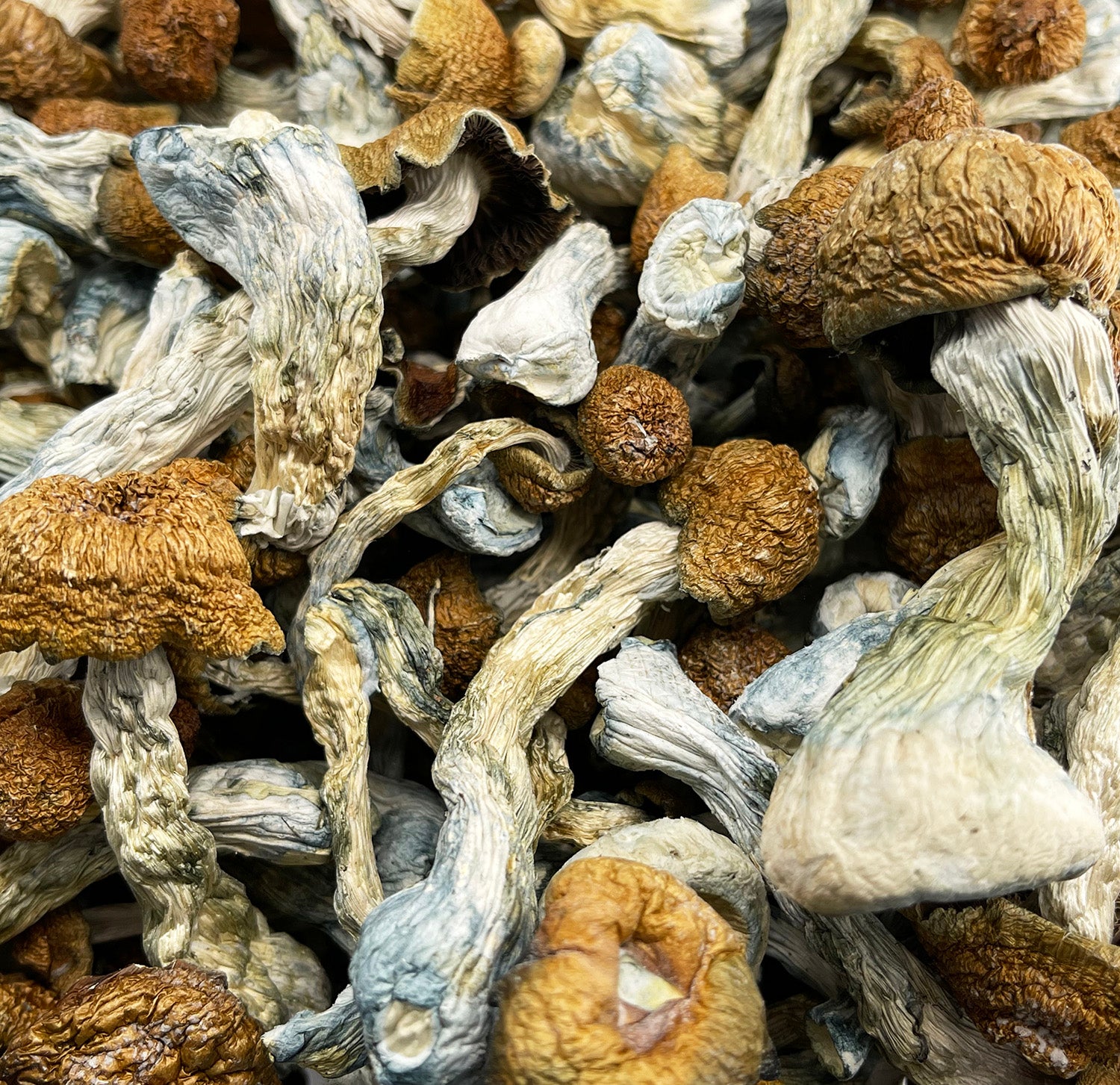 Envy Magic Mushrooms