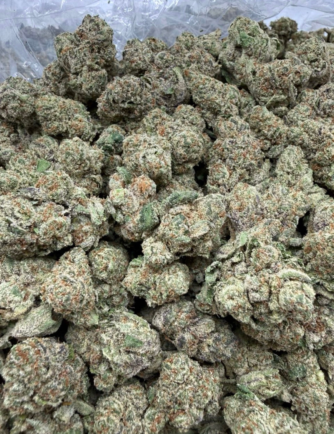 Insane Nose Gelato