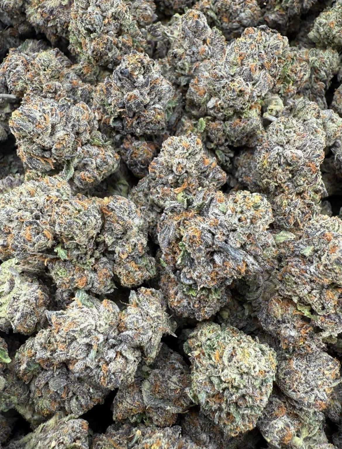 Frosty The Plat
